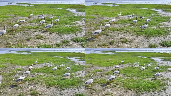 斑头雁候鸟大湿地公园野生动物雁动物生态