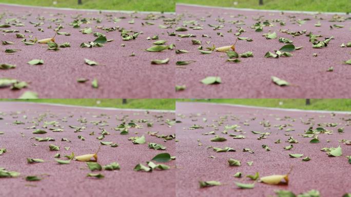公园绿道落叶