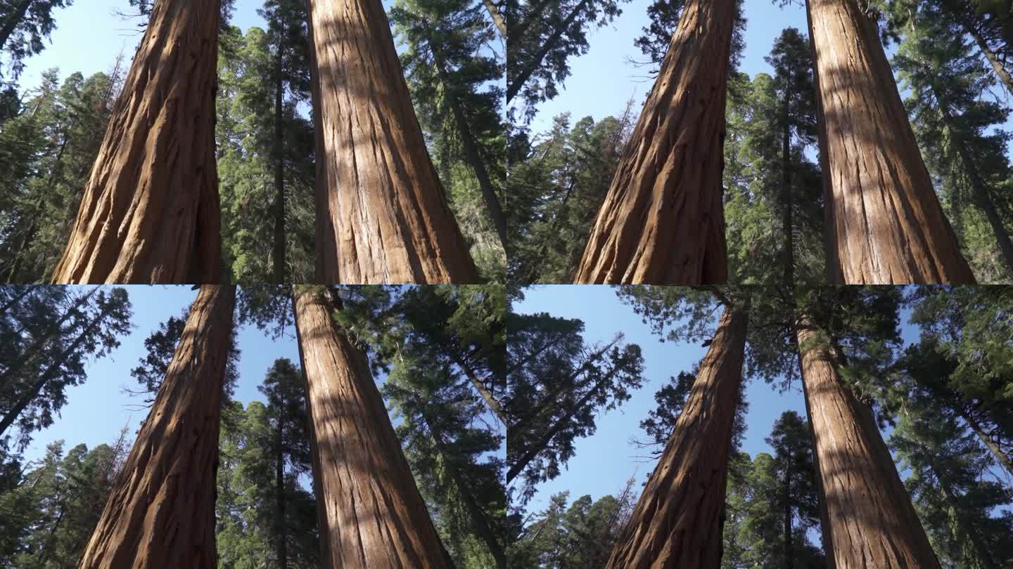 美国加州红杉国家公园的谢尔曼将军巨型巨树(Sequoiadendron giganteum)是地球上