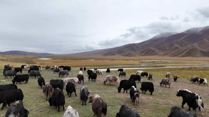航拍新疆牛马羊牧场视频
