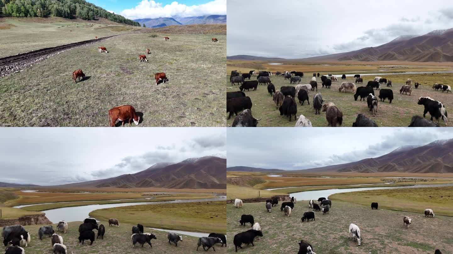 航拍新疆牛马羊牧场视频