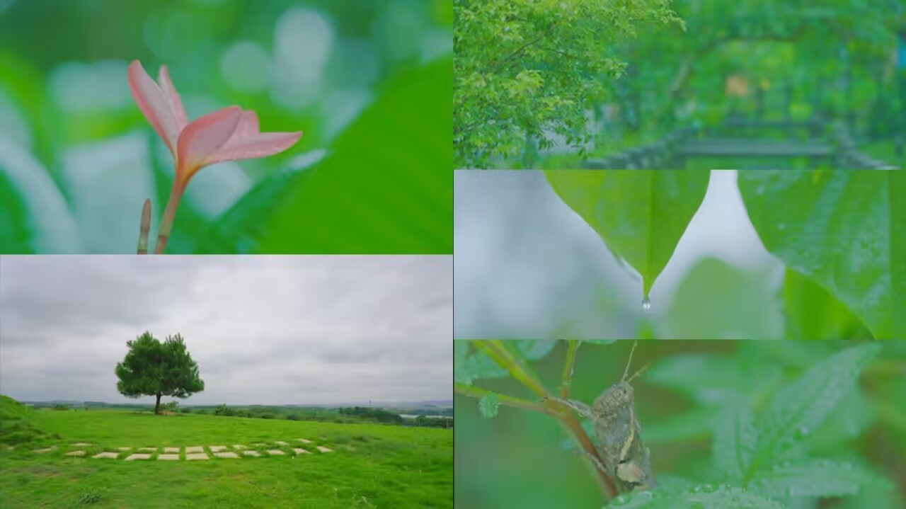 雨中森林植物动物4K空境素材