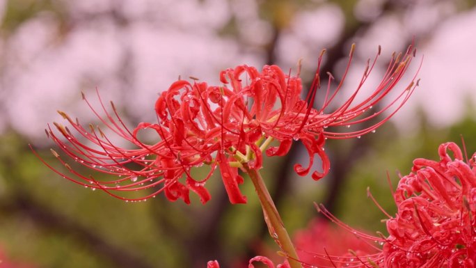 鲜红色的蜘蛛百合，在雨天开成簇