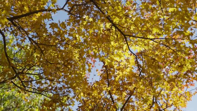 唯美秋叶慢镜1 秋天的树叶 金色 枫叶