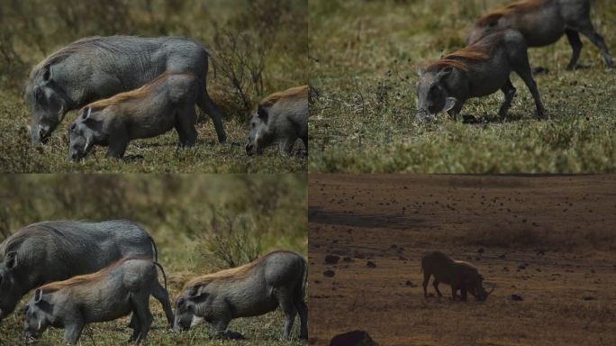 疣猪 非洲野生动物疣猪