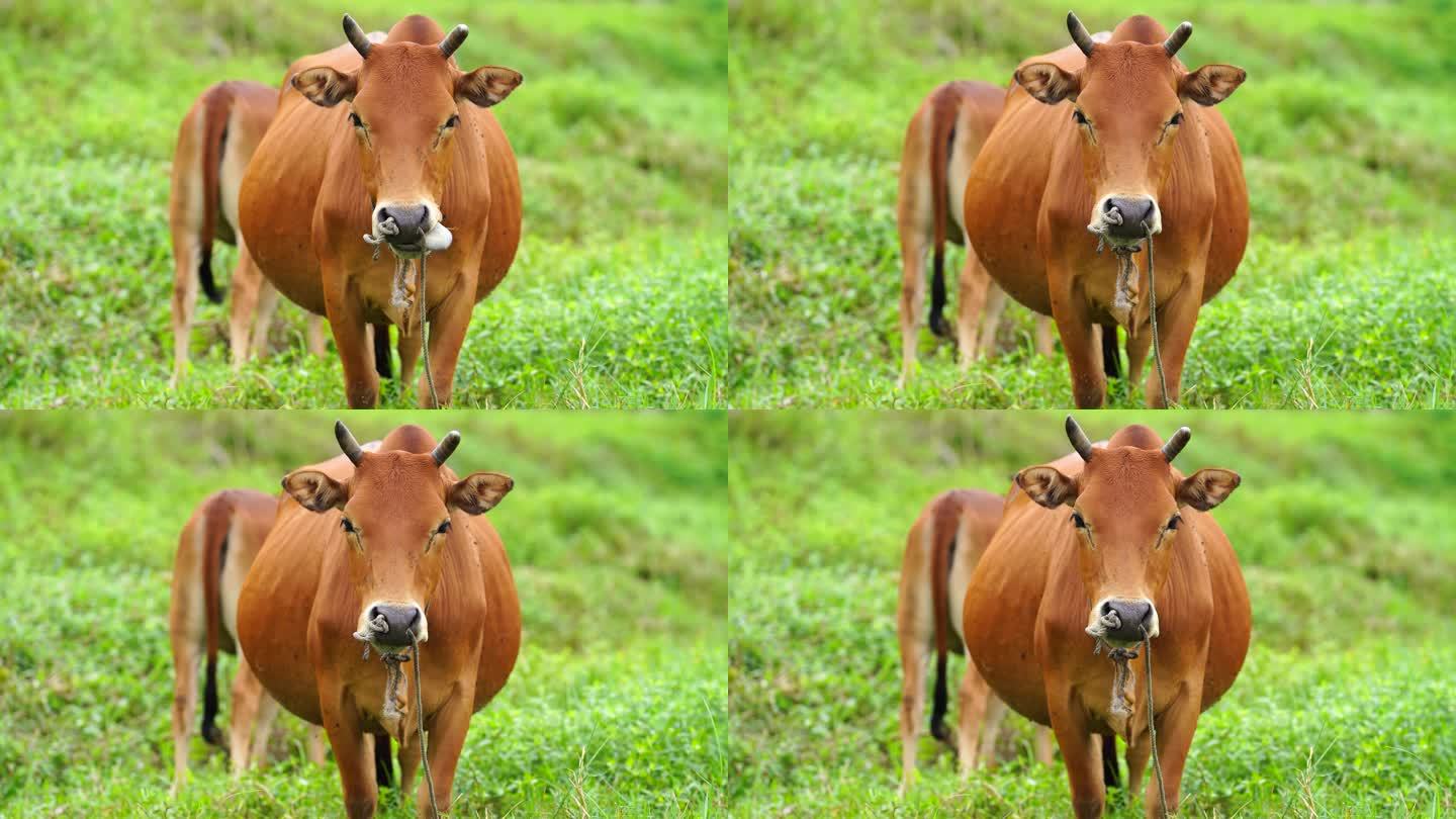 田野里的小黄牛吃草