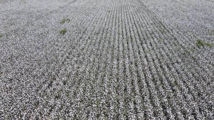 棉花地里乡下脱贫致富