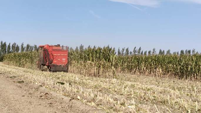 玉米丰收现代收割机