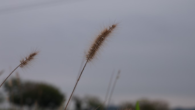 风中狼尾草