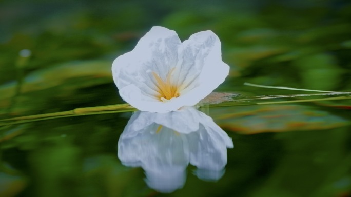 海菜花 泸沽湖