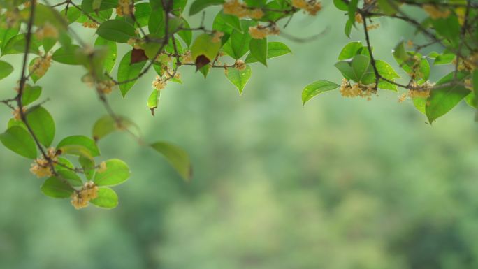 桂花飘落金桂花开