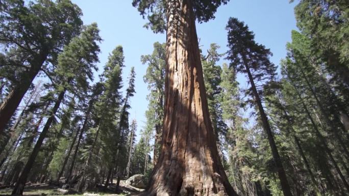 美国加州红杉国家公园的谢尔曼将军巨型巨树(Sequoiadendron giganteum)是地球上