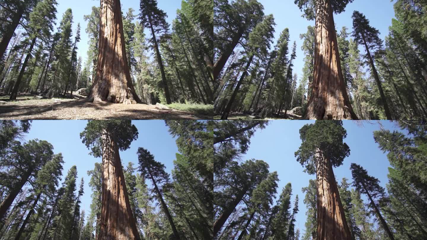 美国加州红杉国家公园的谢尔曼将军巨型巨树(Sequoiadendron giganteum)是地球上