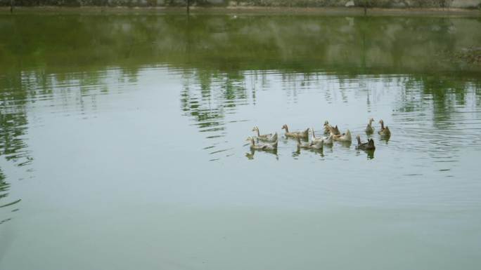 农村池塘里游水的鸭子