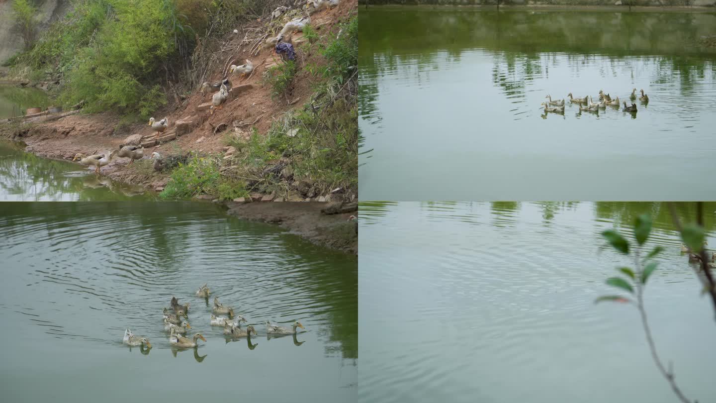 农村池塘里游水的鸭子