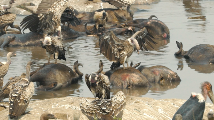 秃鹫 非洲秃鹫 野生秃鹫