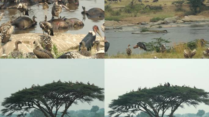 秃鹫 非洲秃鹫 野生秃鹫