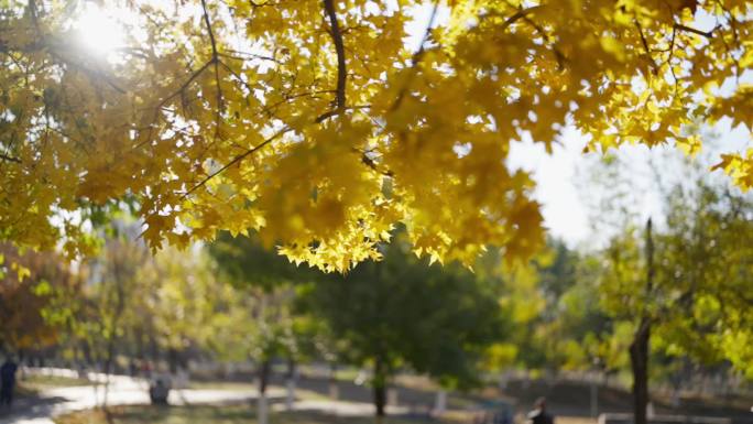 唯美秋叶慢镜2 秋天的树叶 金色 枫叶