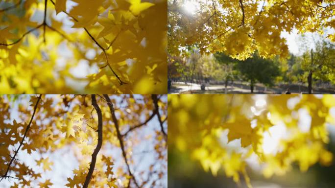 唯美秋叶慢镜2 秋天的树叶 金色 枫叶