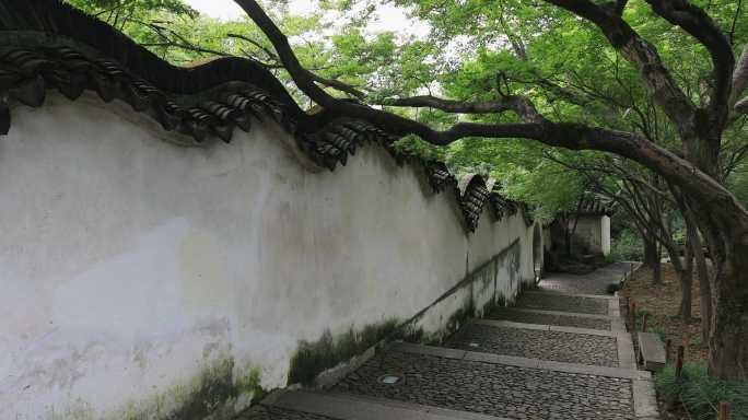 庭院 枫树枫叶 中式院墙