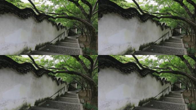 庭院 枫树枫叶 中式院墙