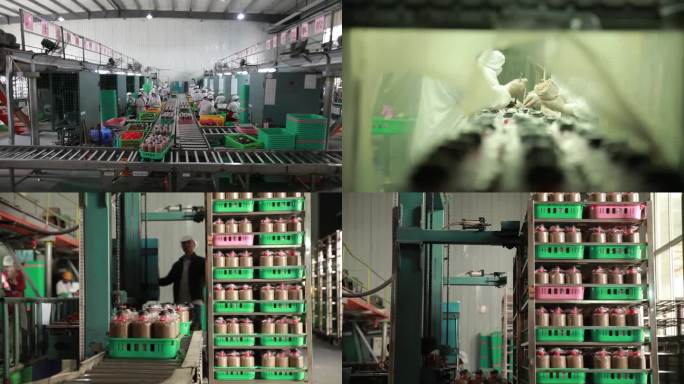 杏鲍菇生产工厂