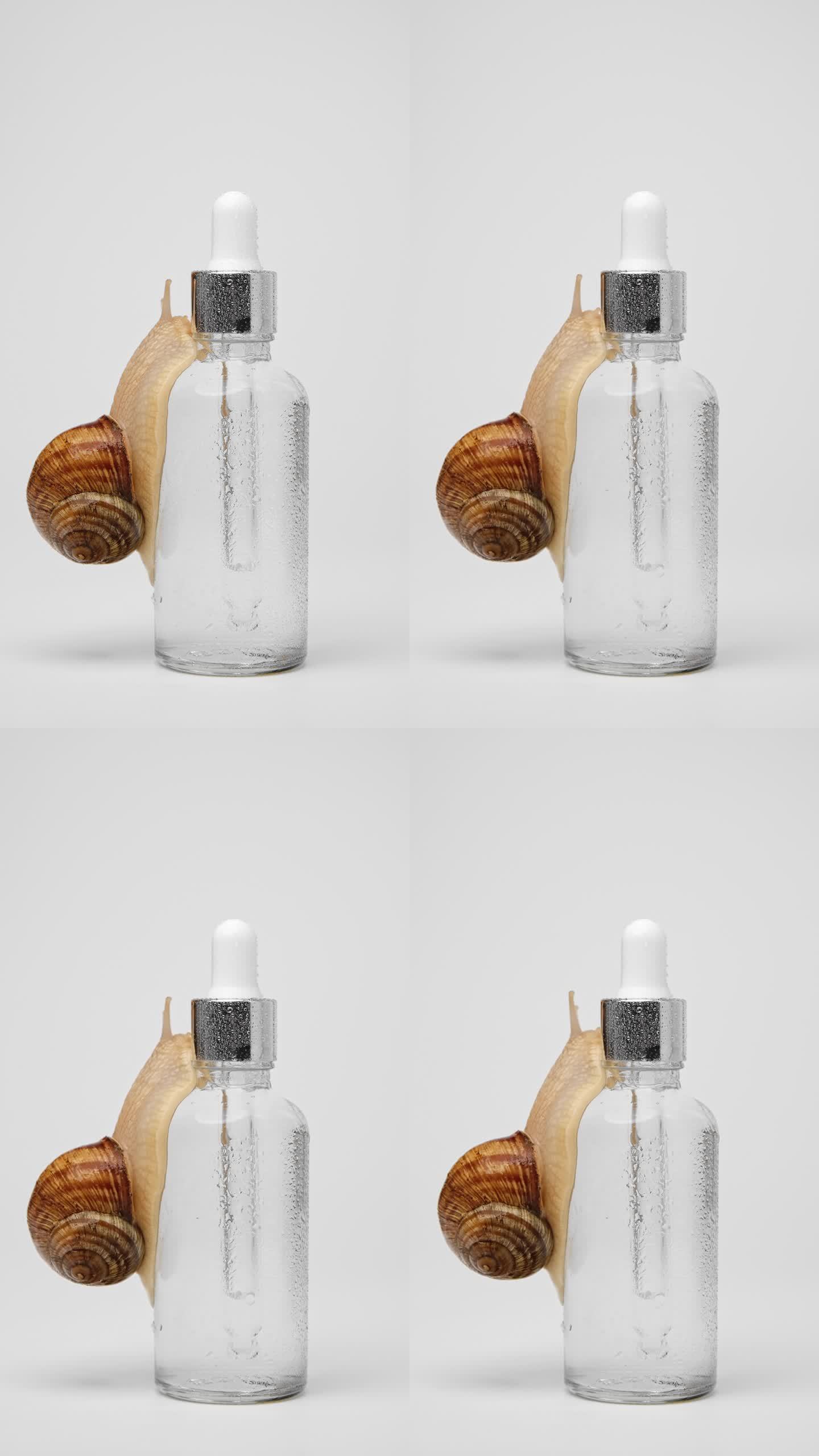 垂直拍摄一只蜗牛爬过一瓶血清，浅灰色背景，近距离拍摄。