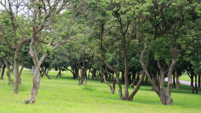 荔枝树，荔枝树叶