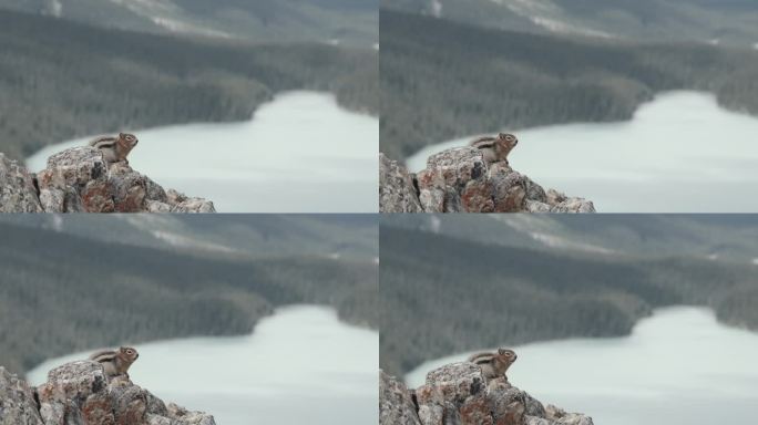松鼠站在岩石上，眺望湖水和群山
