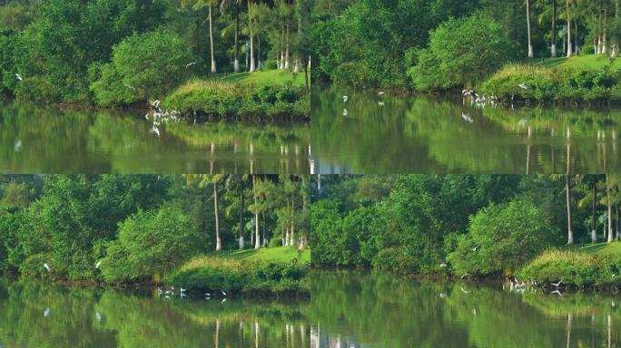 园林水鸟-慢镜头