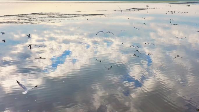 鸟飞鸟海鸥白鹭湿地鸟飞候鸟动物生态环境鸟