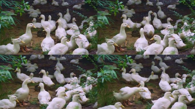 养殖场成群的白色肉鸭