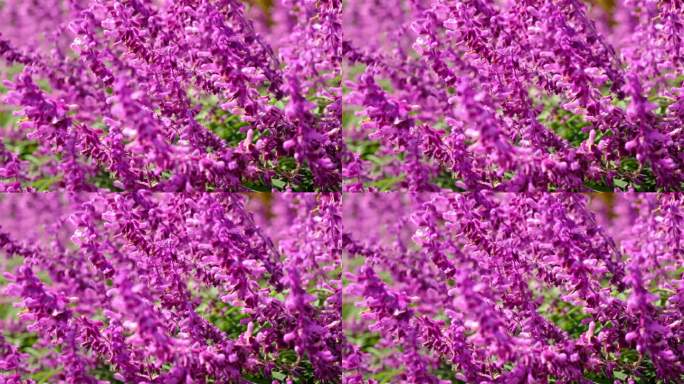 紫色墨西哥灌木鼠尾草