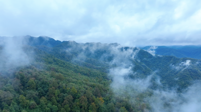 南方雨季下雨雨滴阴雨树叶潮湿天气