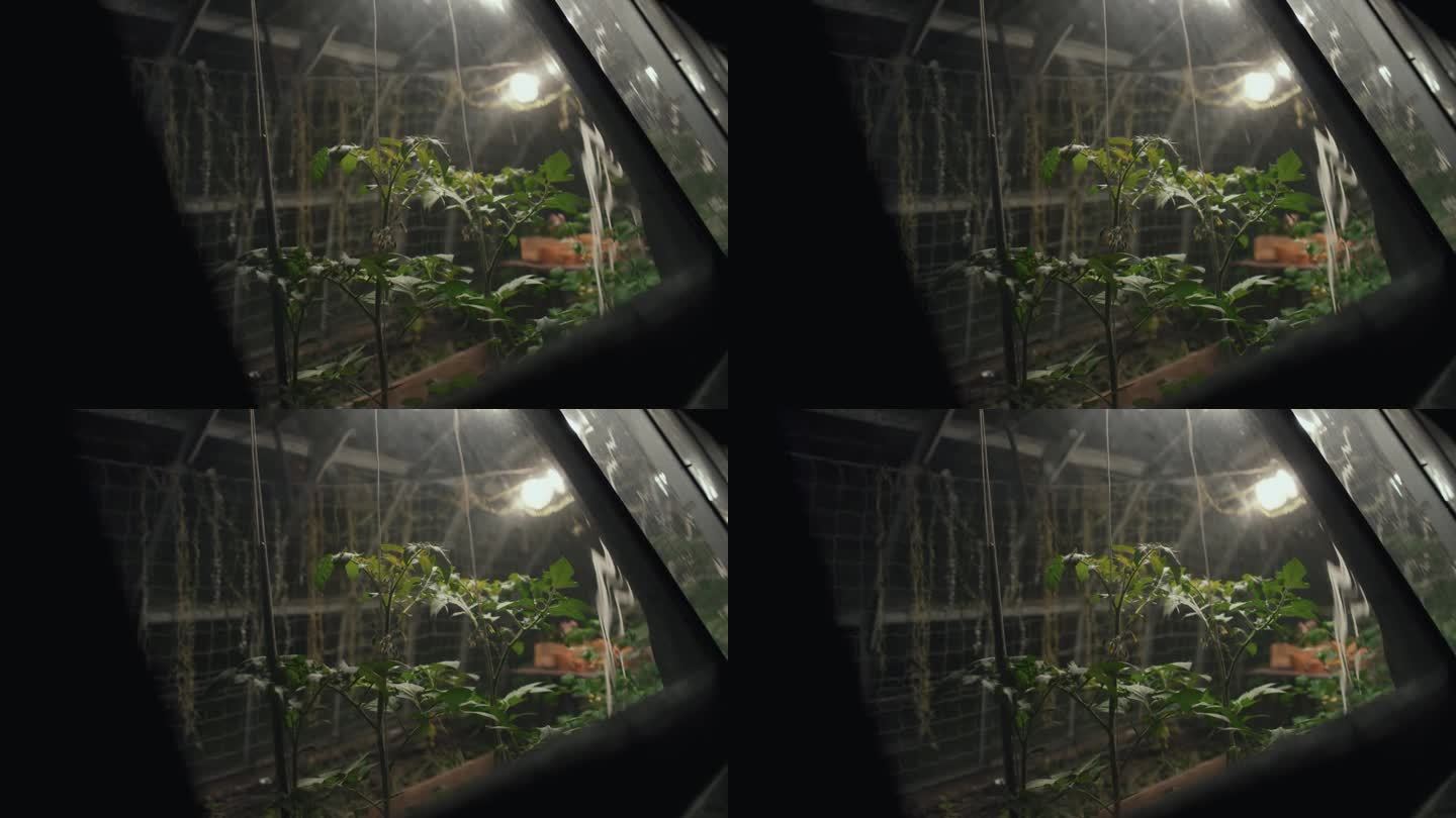 温室栽培番茄无果苗