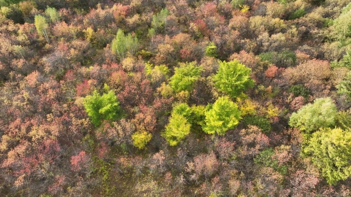航拍秋天茂密的彩色树林