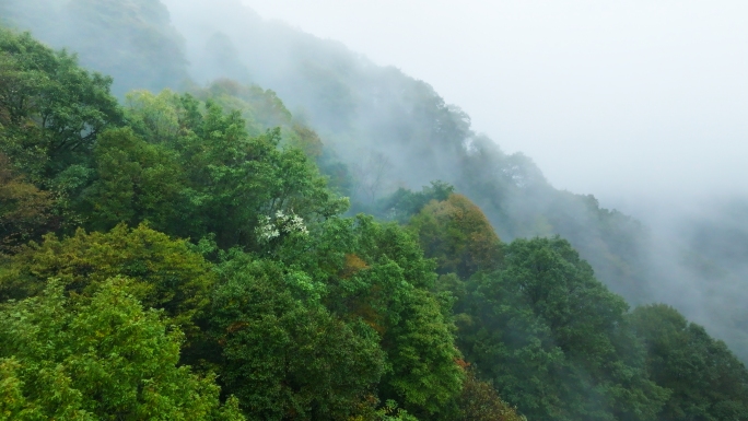 巴中光雾山云雾森林4k