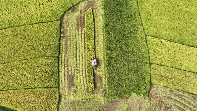 正上方航拍桂林金色稻田里收割机作业的场景