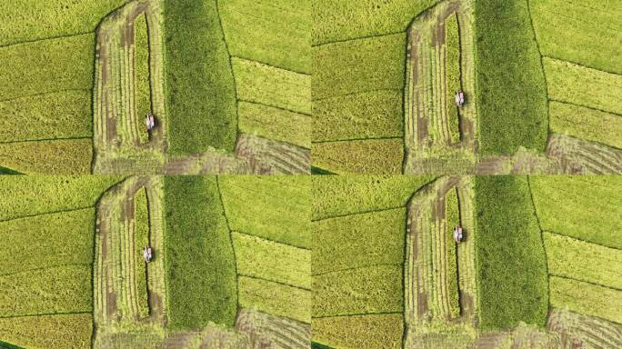 正上方航拍桂林金色稻田里收割机作业的场景