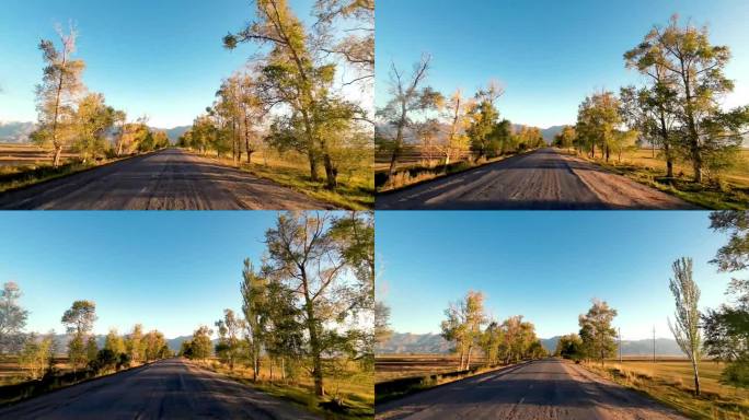 秋日清晨，在白杨树间糟糕的柏油路上行驶。汽车的观点