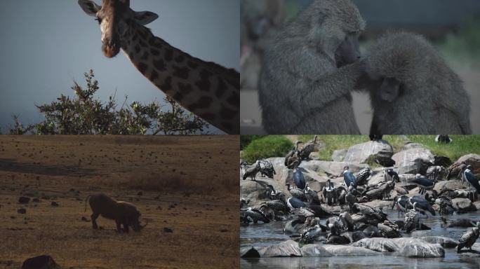 非洲动物大迁徙 非洲野生动物