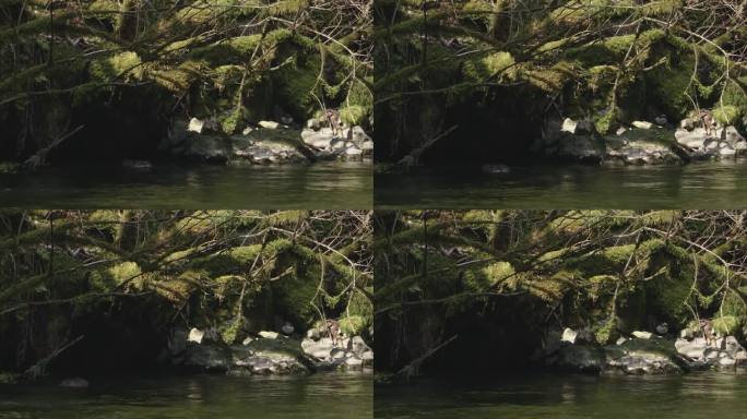 水桶和麝鼠在水里原始森林动物世界河边飞鸟