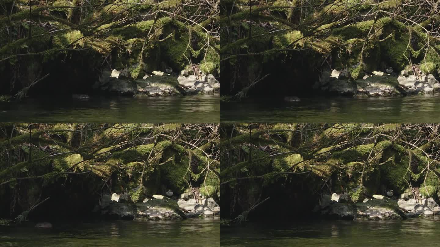 水桶和麝鼠在水里原始森林动物世界河边飞鸟