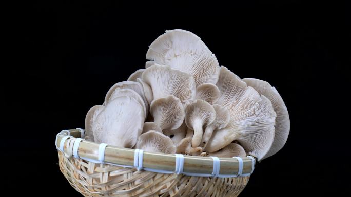 平菇蘑菇素材