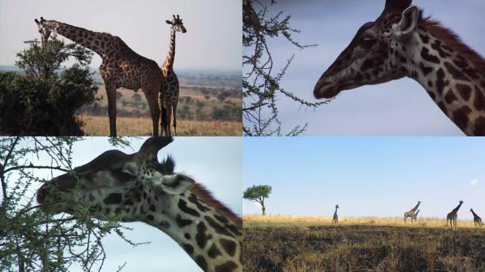 长颈鹿 非洲野生动物 野生长颈鹿