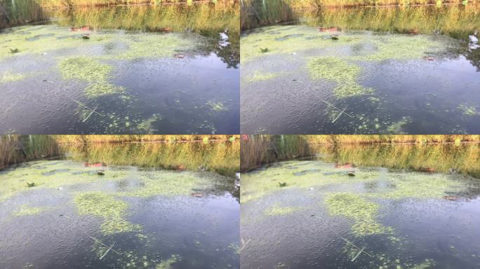 池塘 河水 水草 绿苔 背景