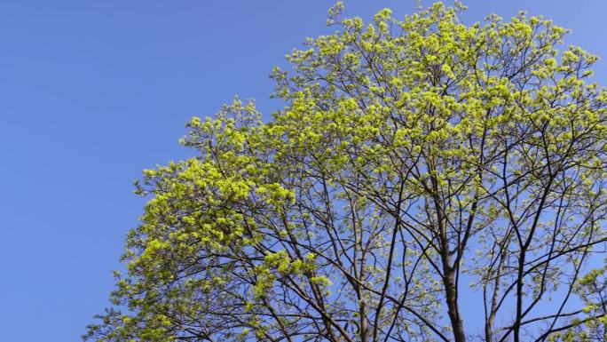 春天的绿叶和枫树花