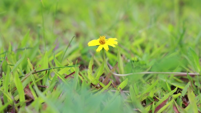 南美蟛蜞菊，地锦花，穿地龙