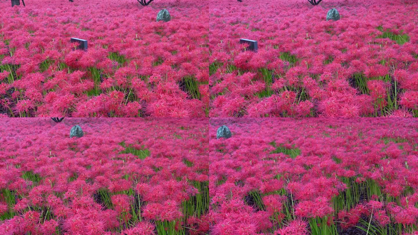 鲜红色的蜘蛛百合，在雨天开成簇