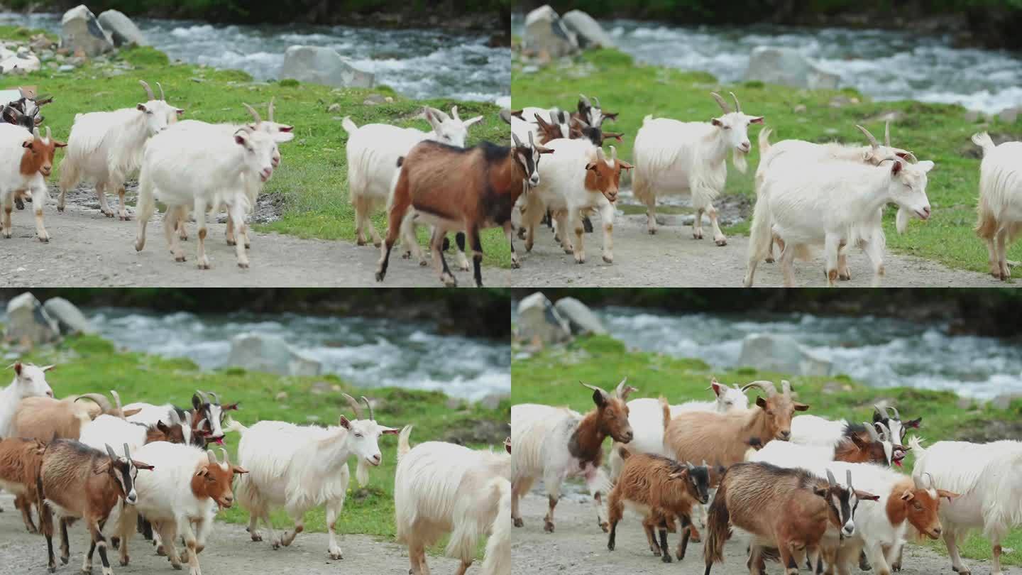 河边行走的羊群